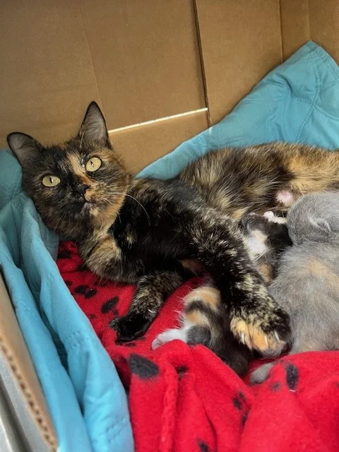 Sunflower (F) - 4 Year Old Shorthair Tortie - At the Anderson Valley Farm Supply - Not Available