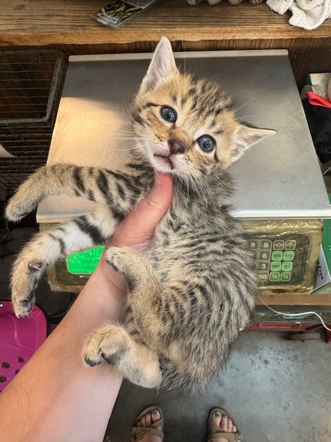 Scallywag (M) - Wampus #2 - Shorthair Brown Tabby - DOB 4/16/26 - At the Anderson Valley Farm Supply - Tentatively Available June 17th