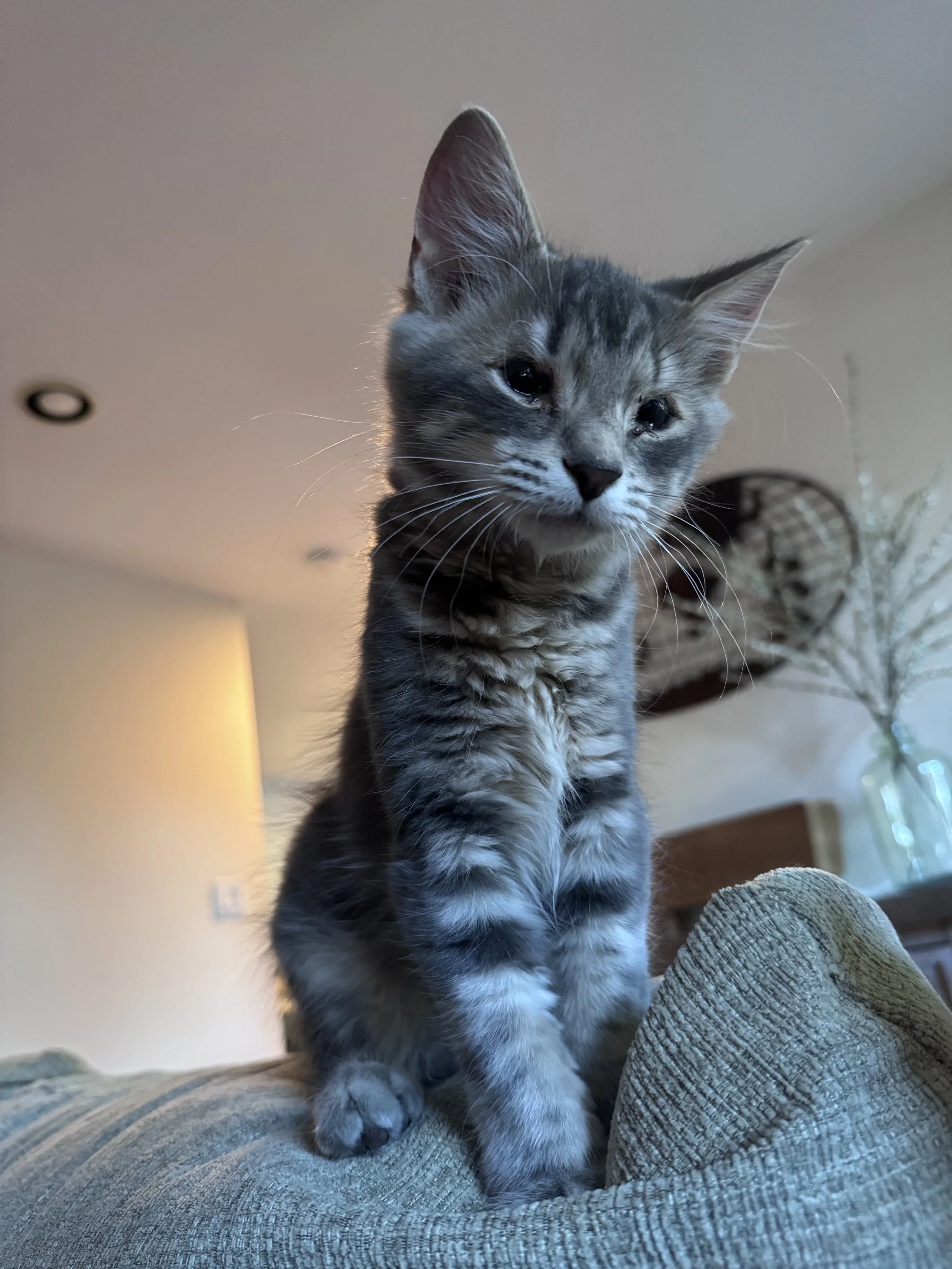 Lunch Meat (M) - Mediumhair Grey Tabby - Est. DOB 4/16/26 - In Foster