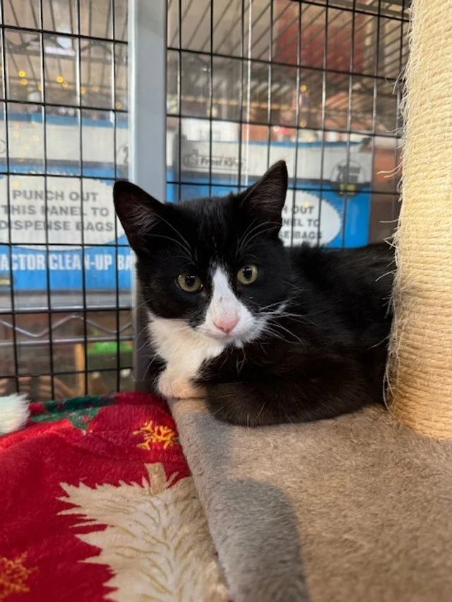 Humbug (M) - 4 Month Old Shorthair Tuxedo - At DogGonit in Cloverdale - Available NOW