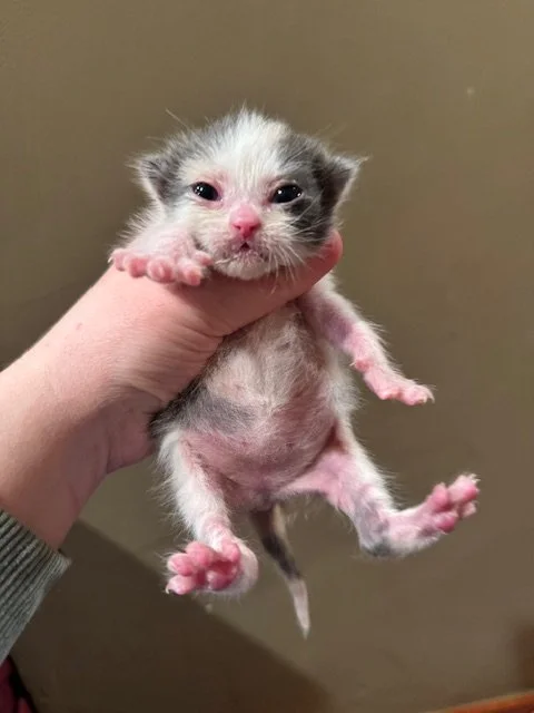 Pesto (F) - Dilute Calico - DOB 4/29/26 - In Foster - Availability N/A