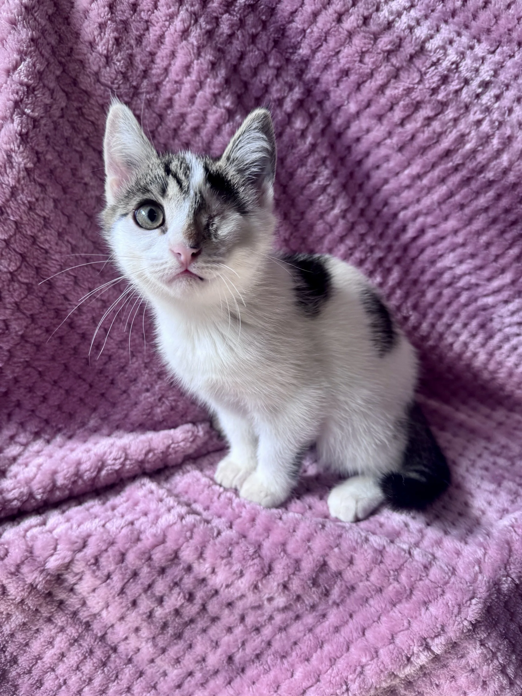 Pearl (F) - Shorthair Brown Tabby & White - Est DOB 6/18/26 - At the Anderson Valley Farm Supply - Available NOW