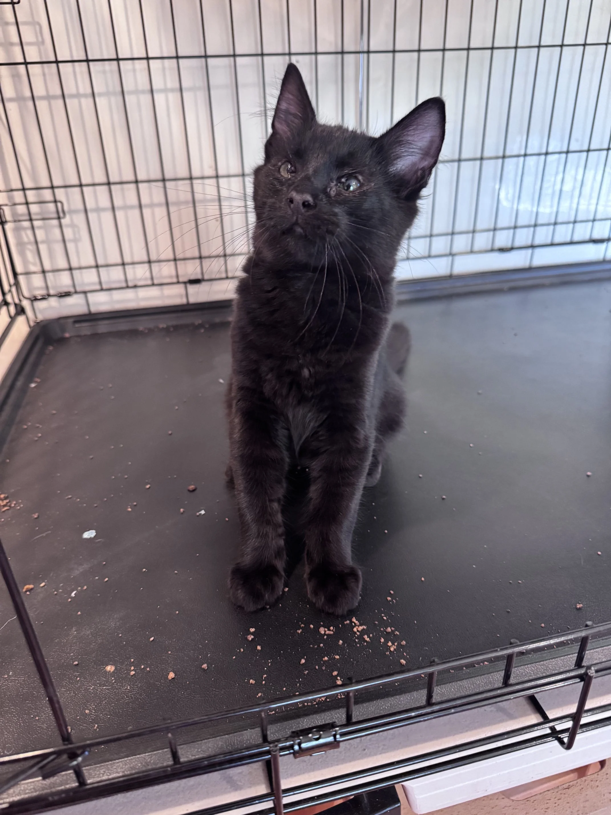 Sardine Tin (M) - Mediumhair Black - Est. DOB 4/16/26 - In Foster