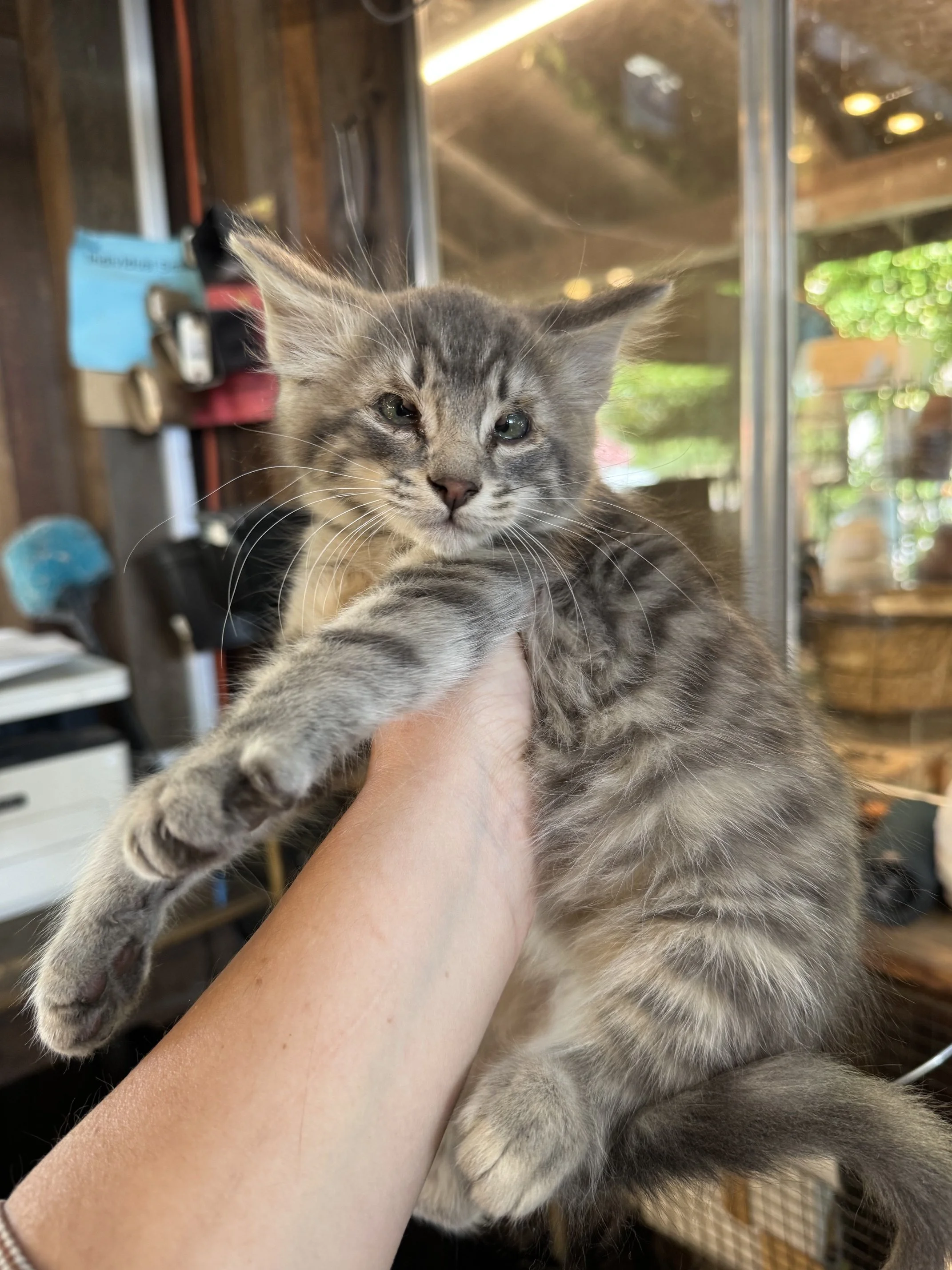 Pickle Jar (M) - Mediumhair Grey Tabby - Est. DOB 4/16/26 - In Foster