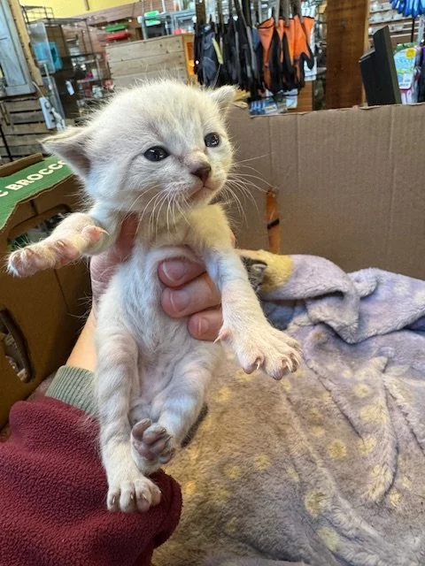 Bartola's Kitten #4 - (M) - Shorthair Lynx Point - DOB 3/18/26 - Available end of May