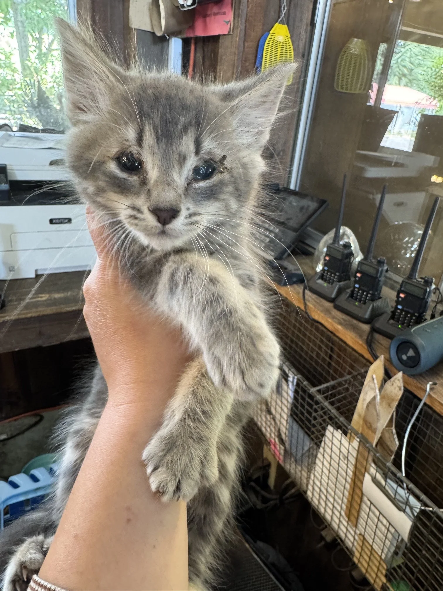 Lunch Meat (M) - Mediumhair Grey Tabby - Est. DOB 4/16/26 - In Foster