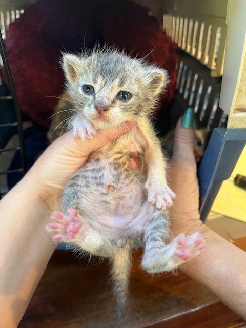 Chicken Coop #1 (F) - Shorthair Grey Tabby & White - Est DOB 4/30/26 - In Foster - Availability N/A