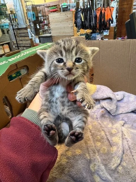 Bartola's Kitten #6 - (M) - Shorthair Brown Tabby - DOB 3/18/26 - Available end of May