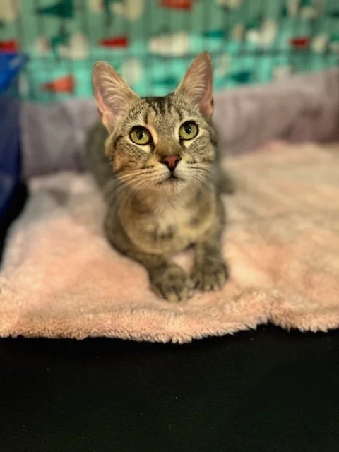 Sushi (F) - Young Shorthair Tortie/Tabby - In Foster - Available in September