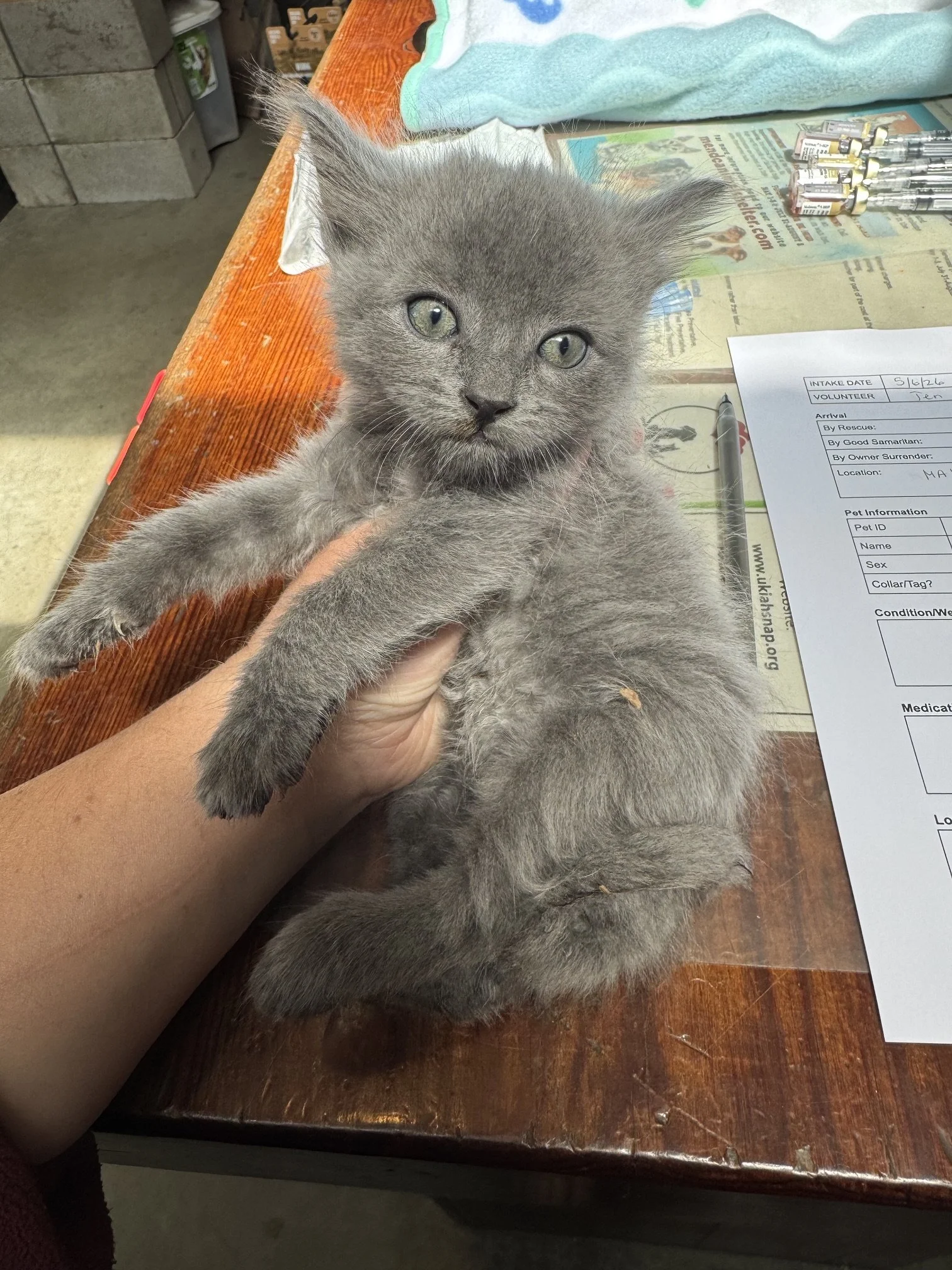 Runt Runt (M) - Misty's Litter #5 - Longhair Grey - DOB 5/6/26 - In Foster - Ready July 31st