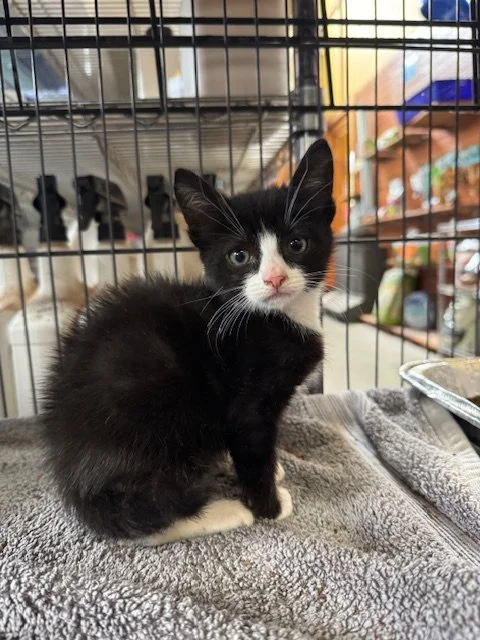 Tuesday (M) - Tuxie Litter #2 - Shorthair Black & White - DOB 3/31/26 - At the Anderson Valley Farm Supply - Available June 4th