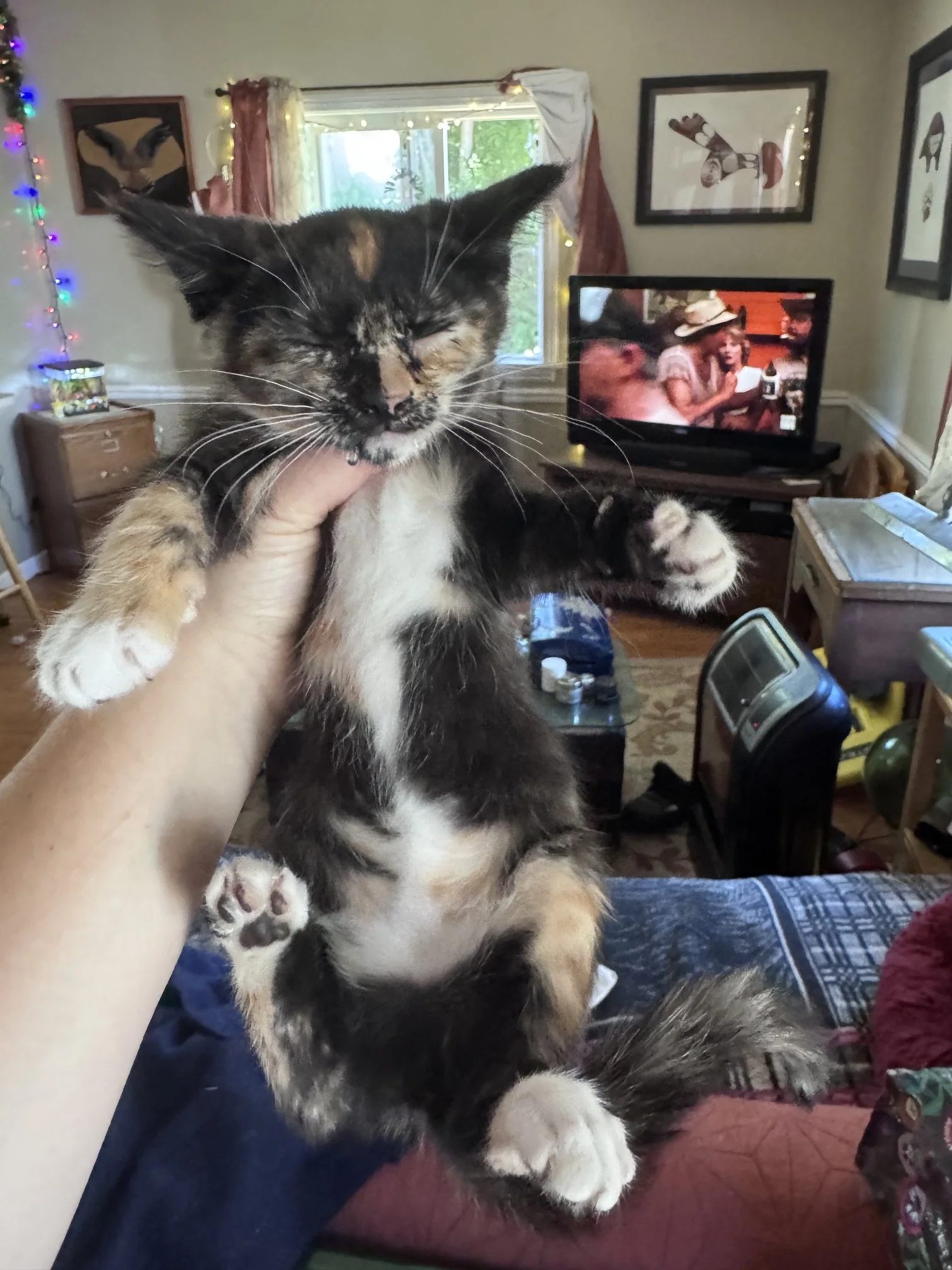 Twila (F) - Shorthair Calico - Est. DOB 5/27/26 - In Foster - Available July 31st