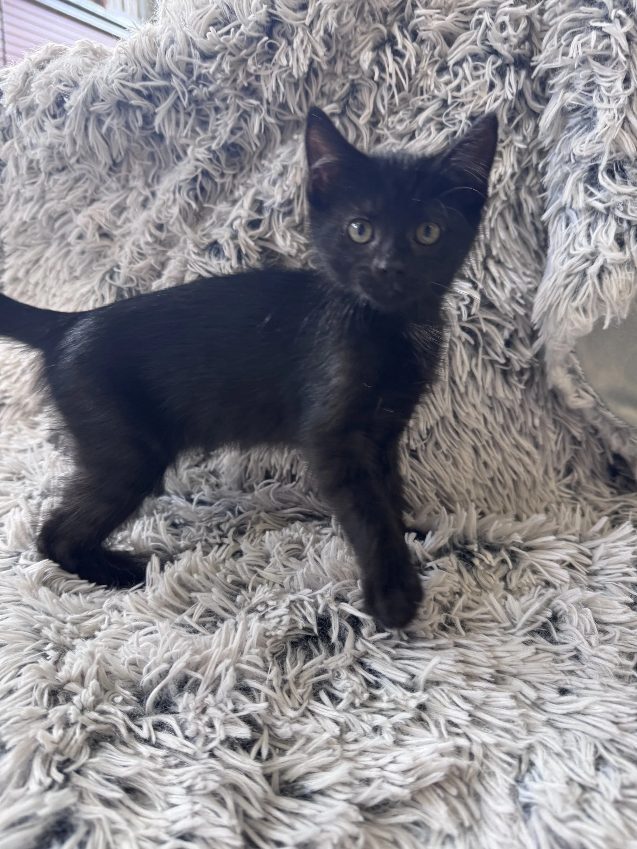 Peppermint (F) - Shorthair Black - Est DOB 5/21/26 - At the Anderson Valley Farm Supply - Ready July 31st