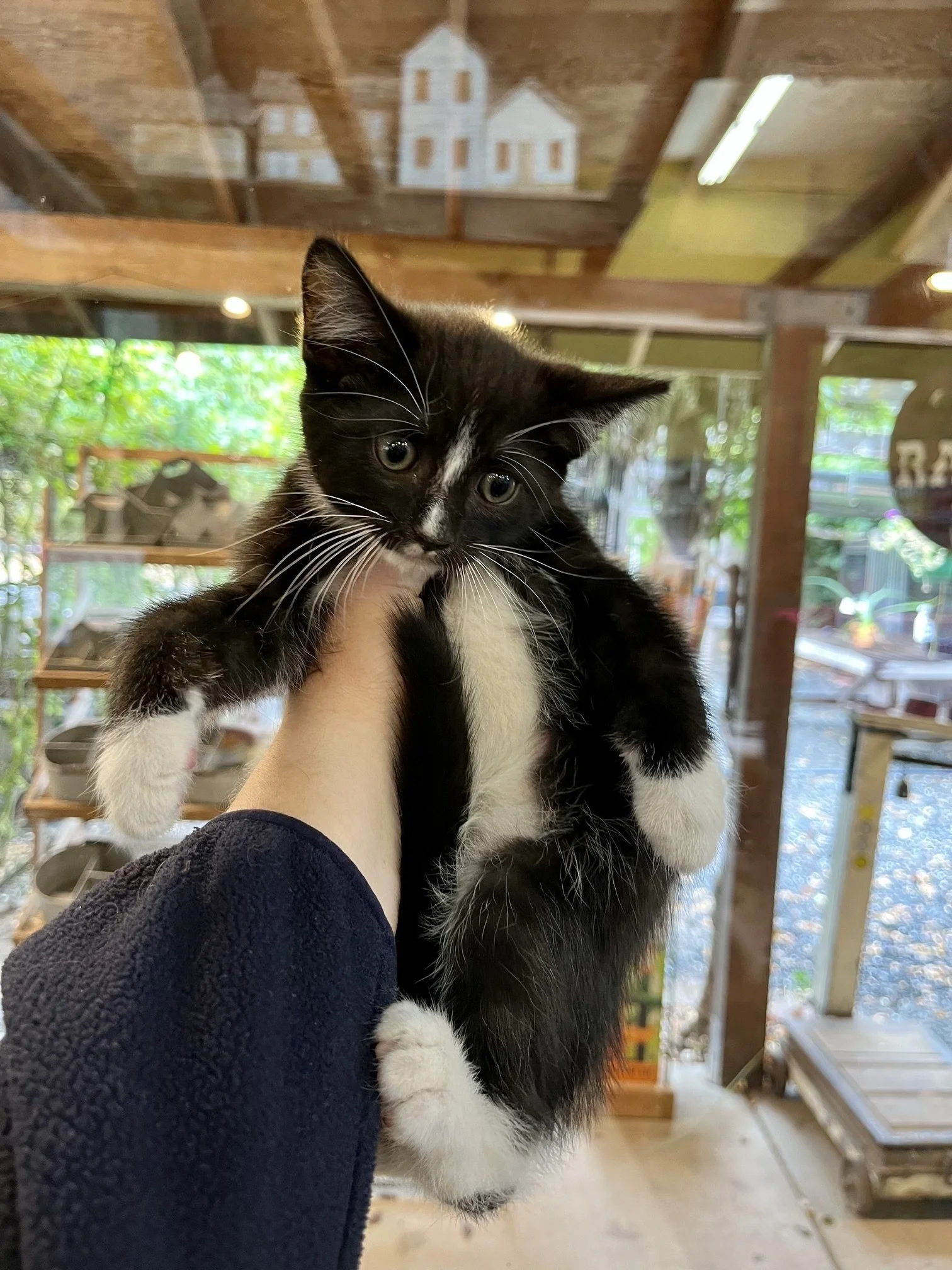 (M) - Shorthair Tuxedo - DOB 7/3/26 - At the Anderson Valley Farm Supply - Ready September 17th