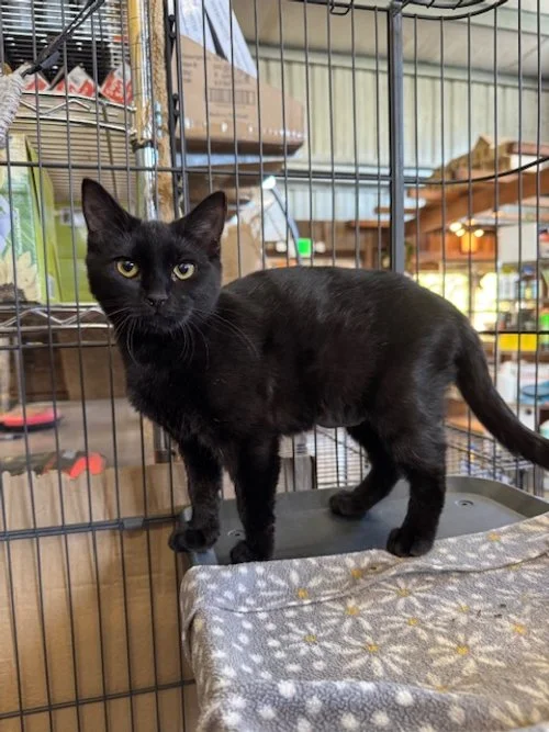 Naomi (F) - 5 Month Old Shorthair Black - At the Anderson Valley Farm Supply - Available NOW - Naomi loves attention and pets and has a very loud purr. She'll put her lil butt in the air for attention.