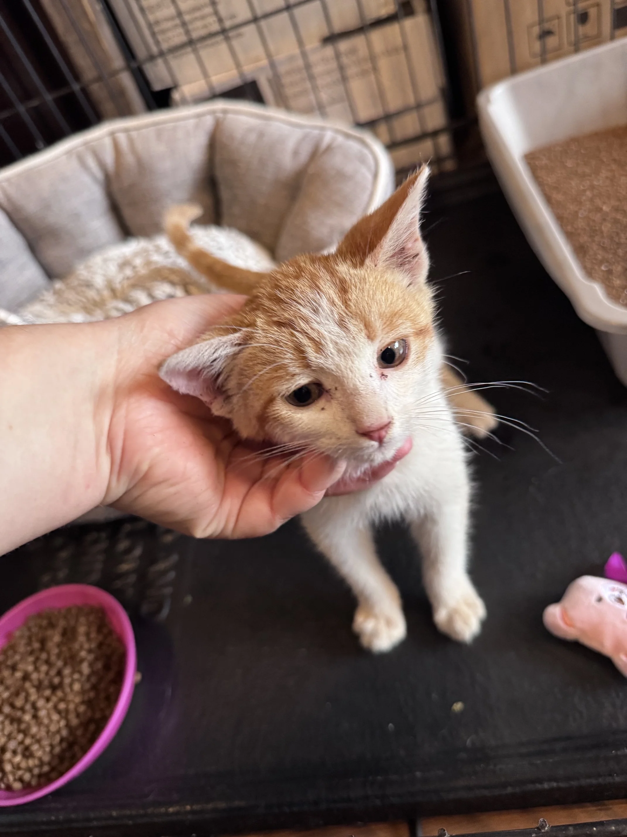 **On Stray Hold until 9/16** (M) - Shorthair Orange Tabby & White - Est DOB 7/15/26 - In Foster - Available September 17th