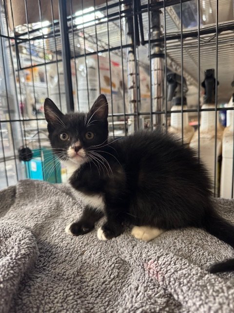 Saturday (M) - Tuxie Litter #1 - Shorthair Black & White - DOB 3/28/26 - At the Anderson Valley Farm Supply - Availability N/A, awaiting vet visit