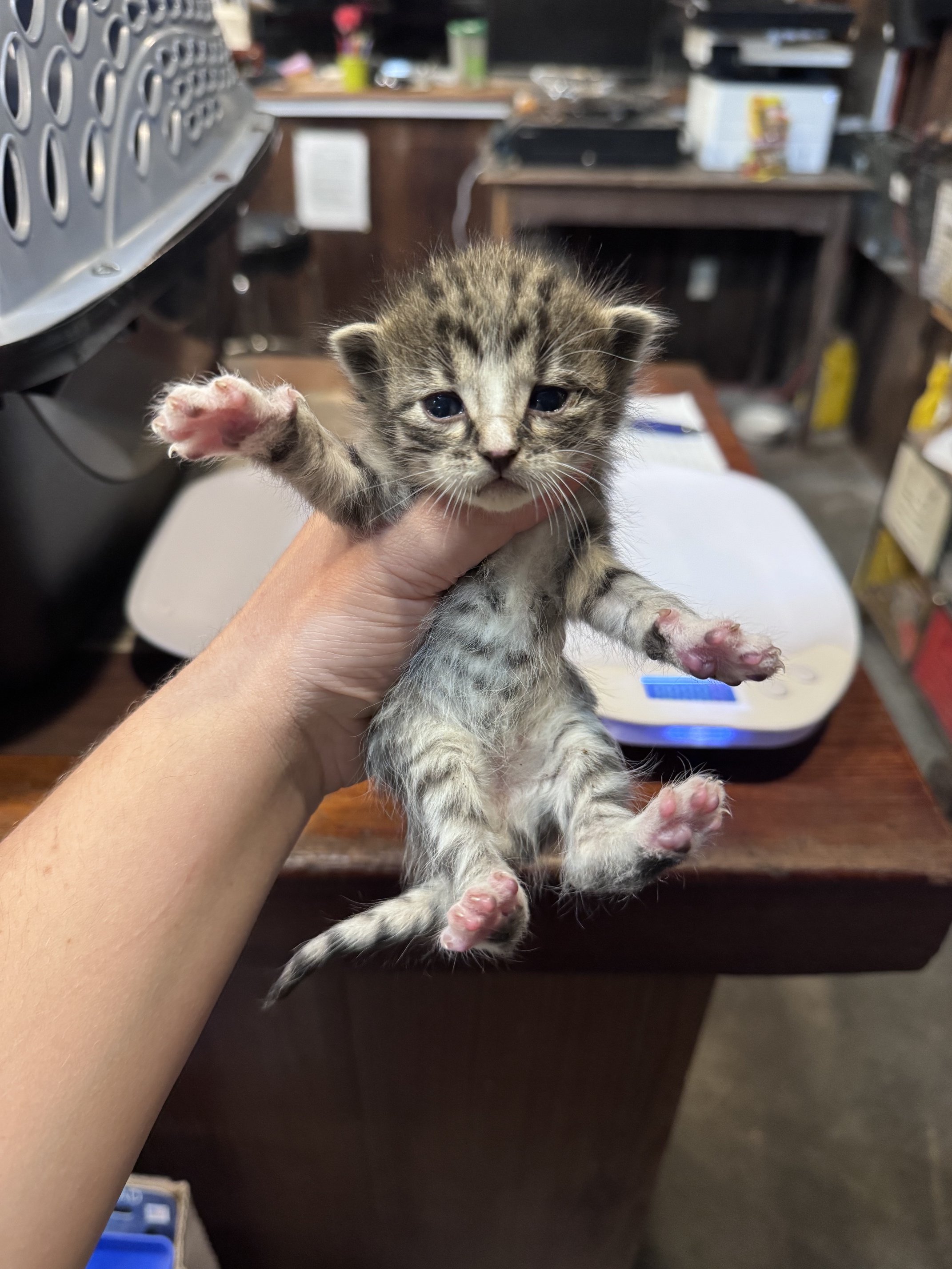 Madrone (F) - Brown Tabby & White - Est DOB 9/16/26 - In Foster