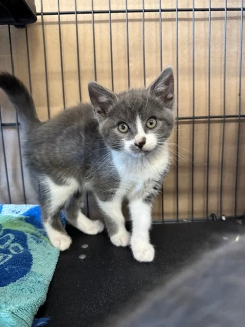 Harpo (M) - 9 Week Old Shorthair Grey & White - At the Anderson Valley Farm Supply -Available NOW - Friendly, outgoing, sweet kittens. Fostered with kids & dogs.