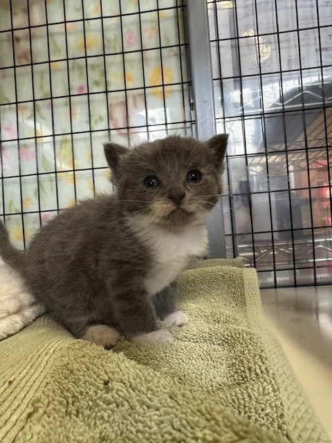 Aster (M) - Sunflower's Kitten #3 - Shorthair Grey & White - EST DOB 3/2/26 - At the Anderson Valley Farm Supply - Available May 9th