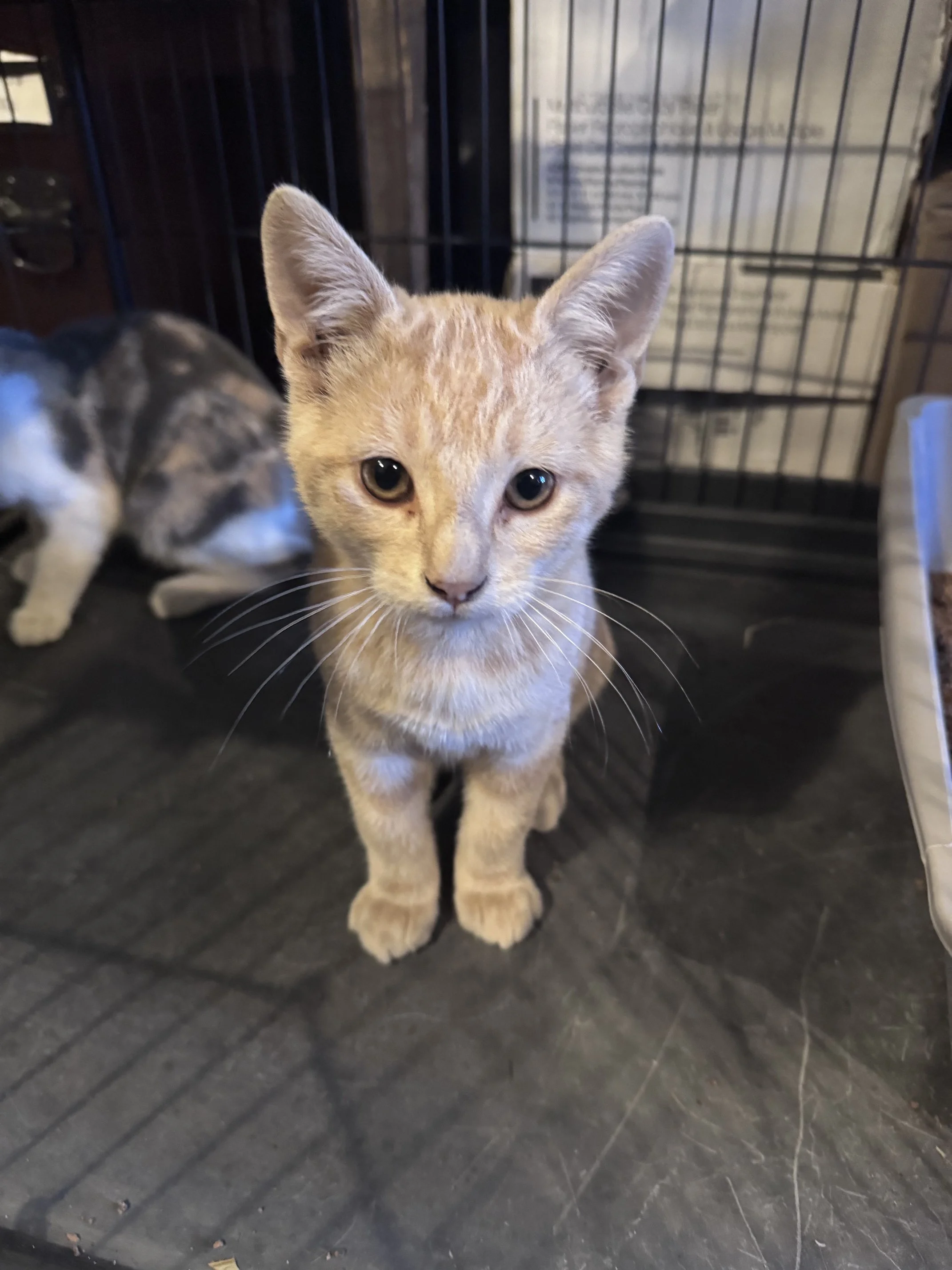 Teddy Bear (M) - Shorthair Buff Orange Tabby - Est DOB 3/30/26 - In Foster - Available NOW - Has Polycystic Kidney Disease and will live a shorter life.