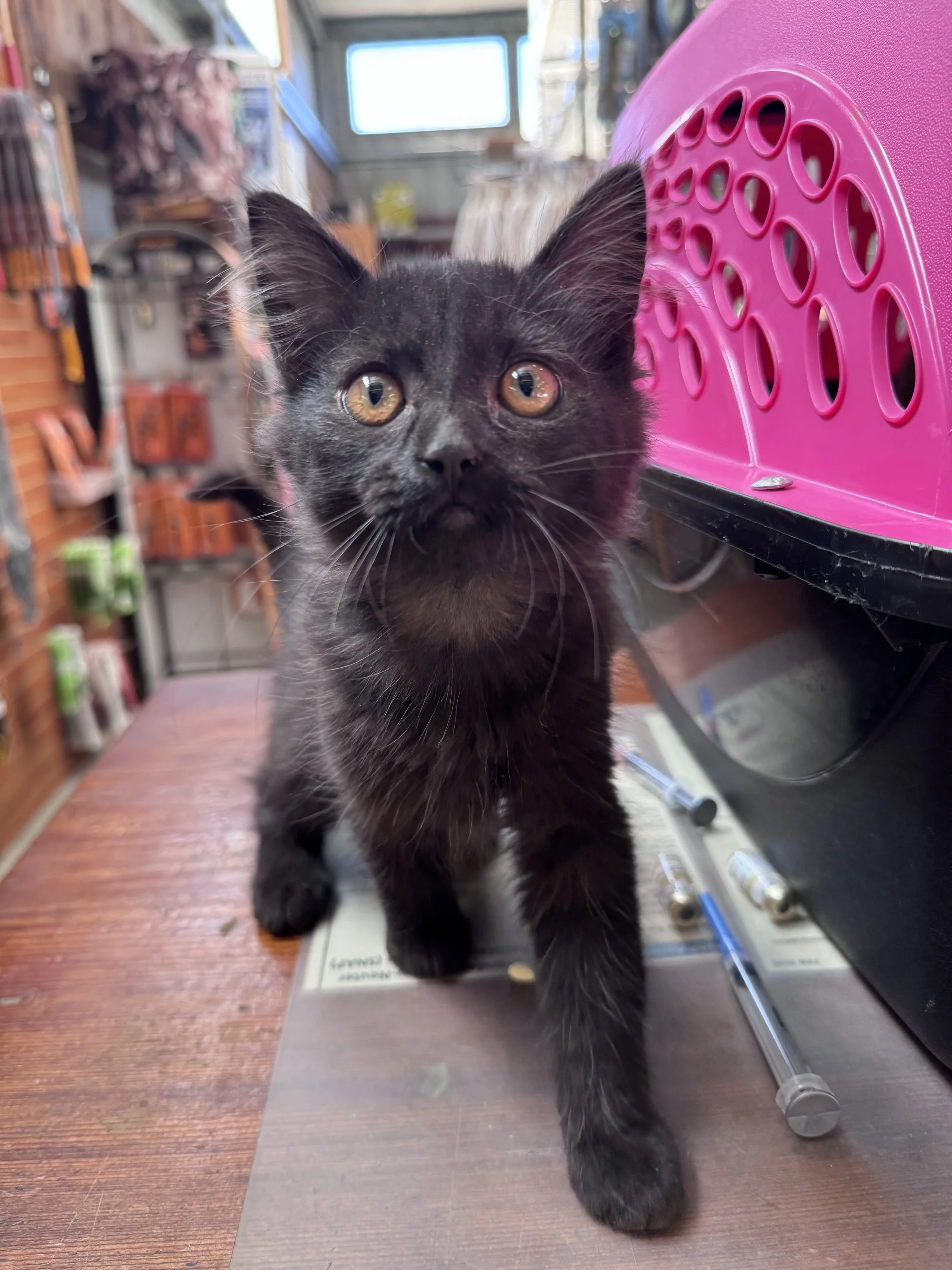 Fish Rock #3 (F) - Longhair Black - Est DOB 7/23/26 - In Foster - Available October 15th