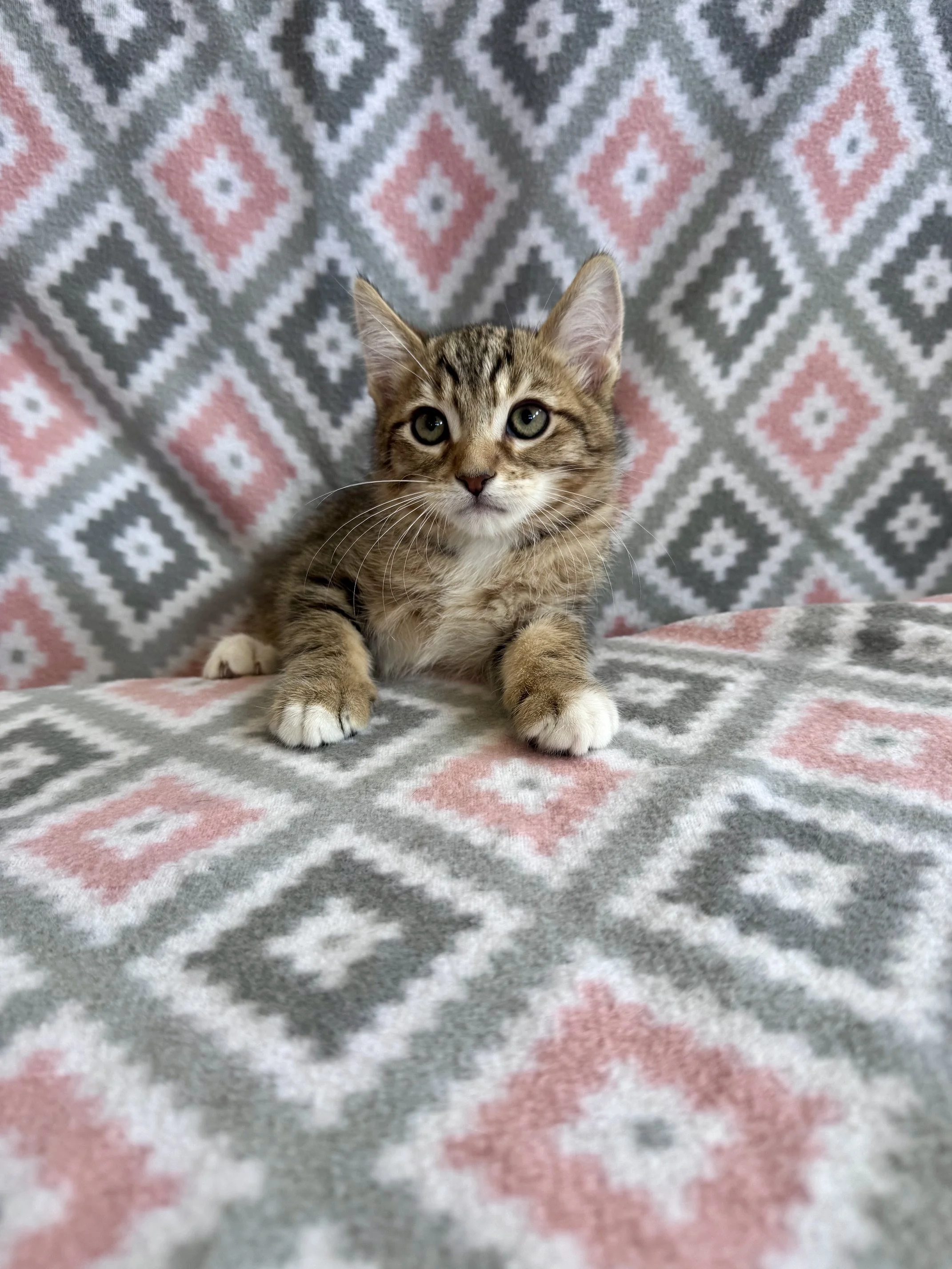 Tweety (Yellow Collar) - (M) - Shorthair Brown Tabby w/ White - DOB 7/3/26 - At the Anderson Valley Farm Supply - Available NOW