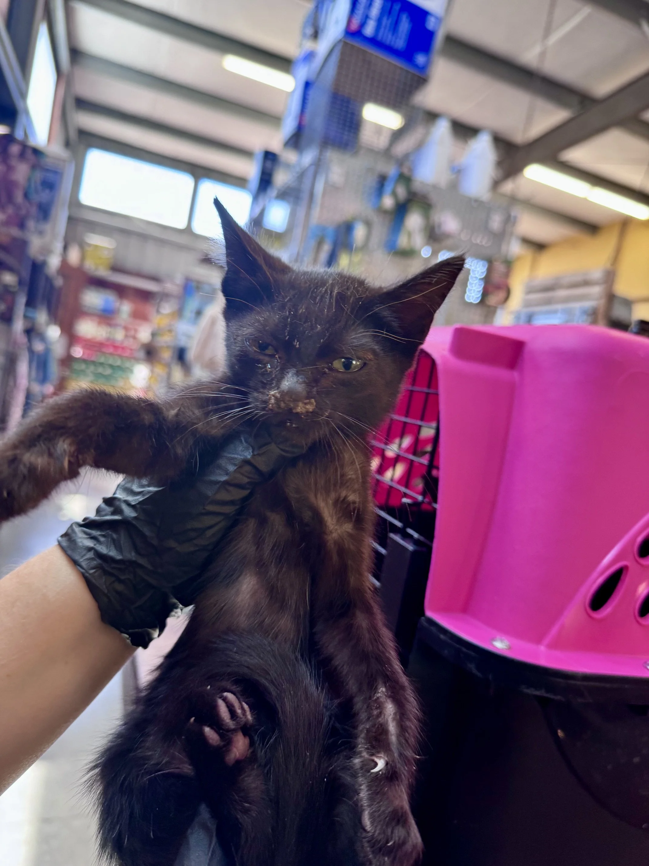 Rays #3 (M) - Shorthair Black - Est DOB 7/20/26 - In Foster