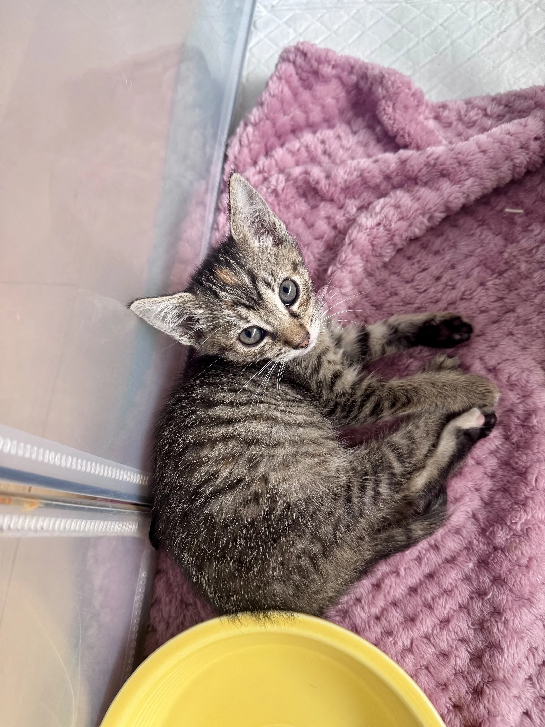 Coca-Cola (F) - Shorthair Brown Torbie - Est DOB 8/21/26 - In Foster - Available October 15th