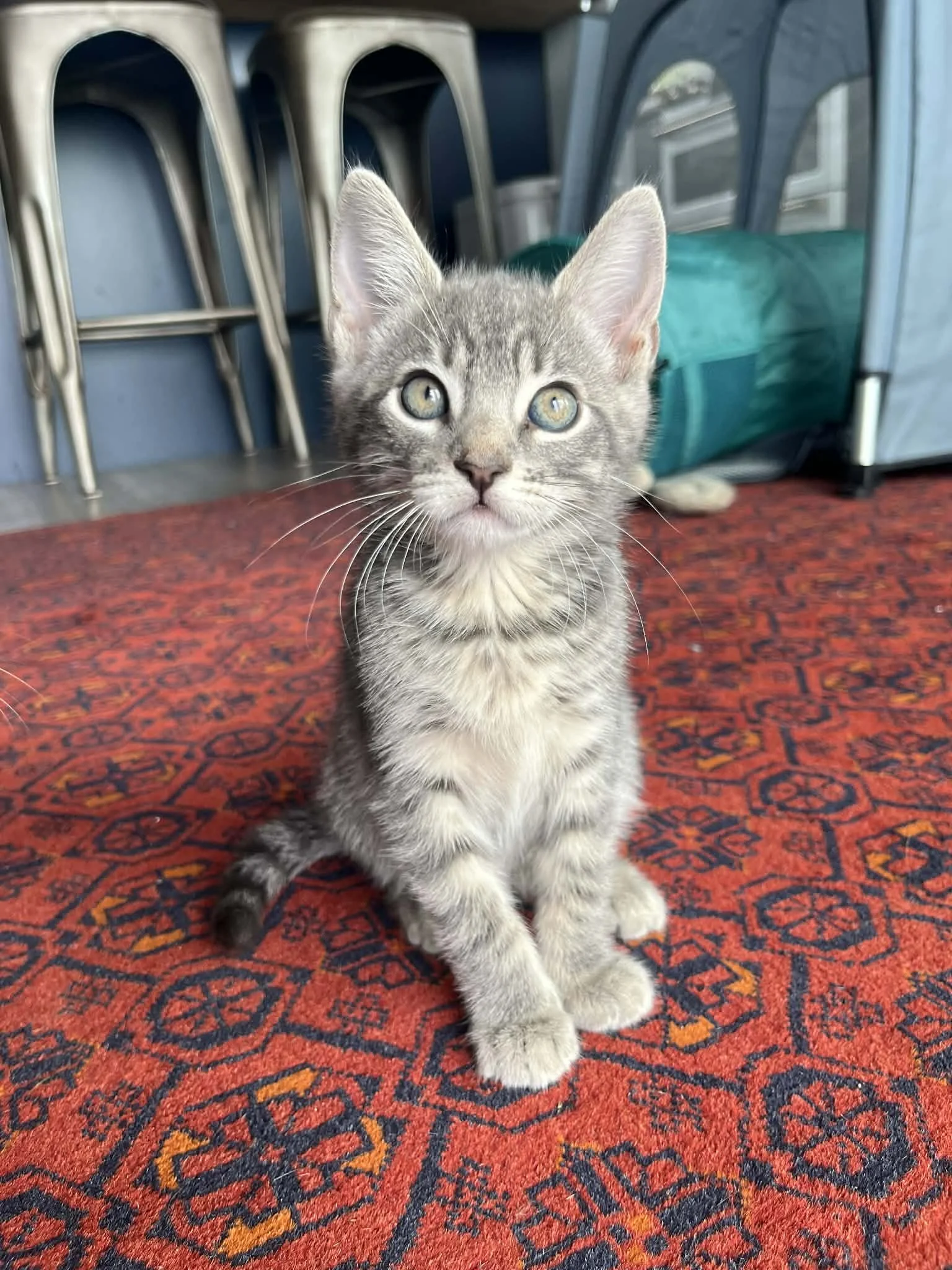 Yuki (F) - Greys #2 - Shorthair Grey Tabby - Est DOB 4/21/26 - At the Anderson Valley Farm Supply - Available NOW