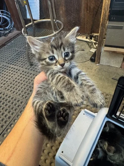 (M) Orange Collar - 4 Week Old Mediumhair Brown/Black Tabby - In Foster