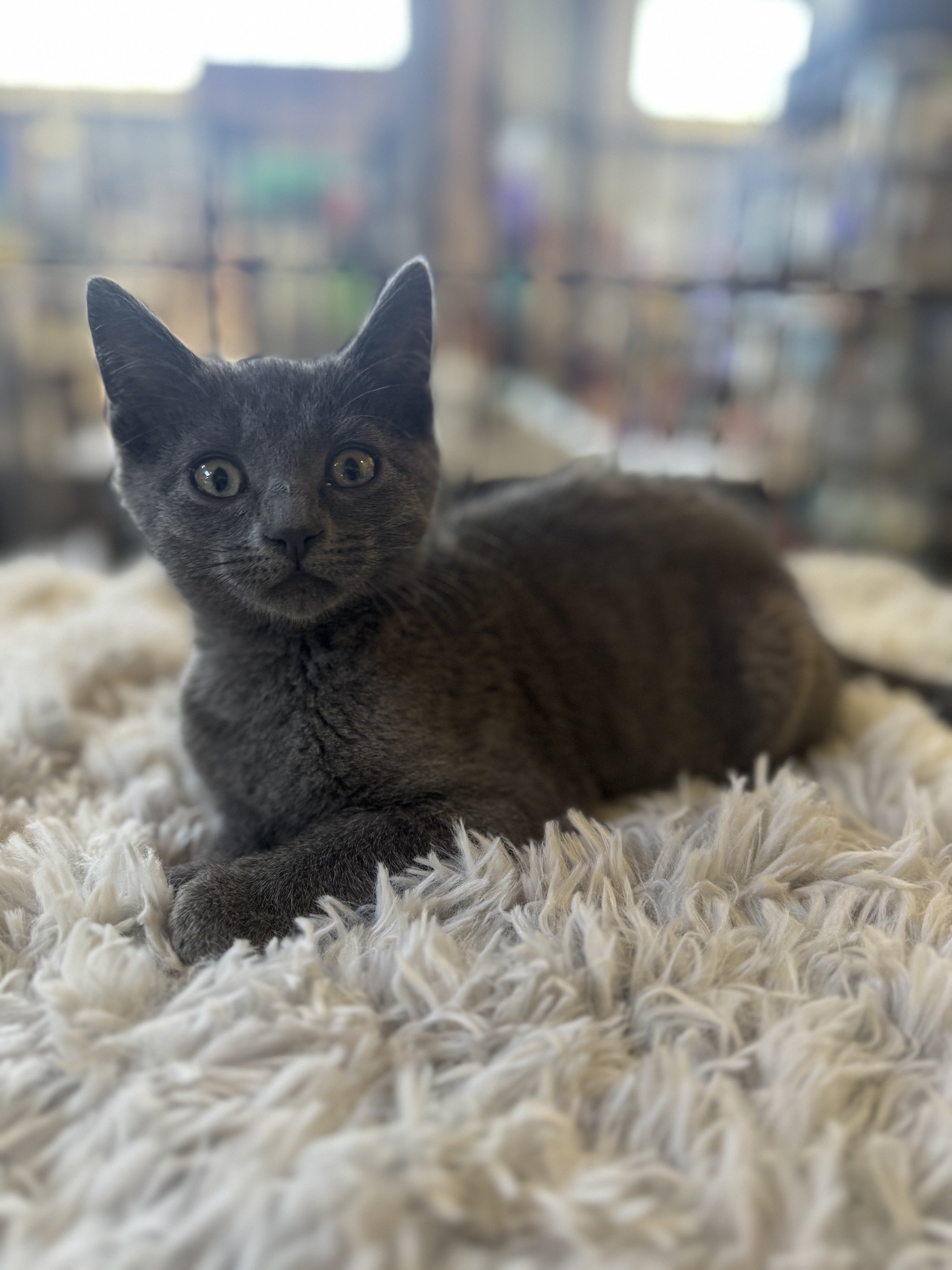 Sammy (F) - Shorthair Grey - Est. DOB 5/7/26 - At the Anderson Valley Farm Supply - Available NOW