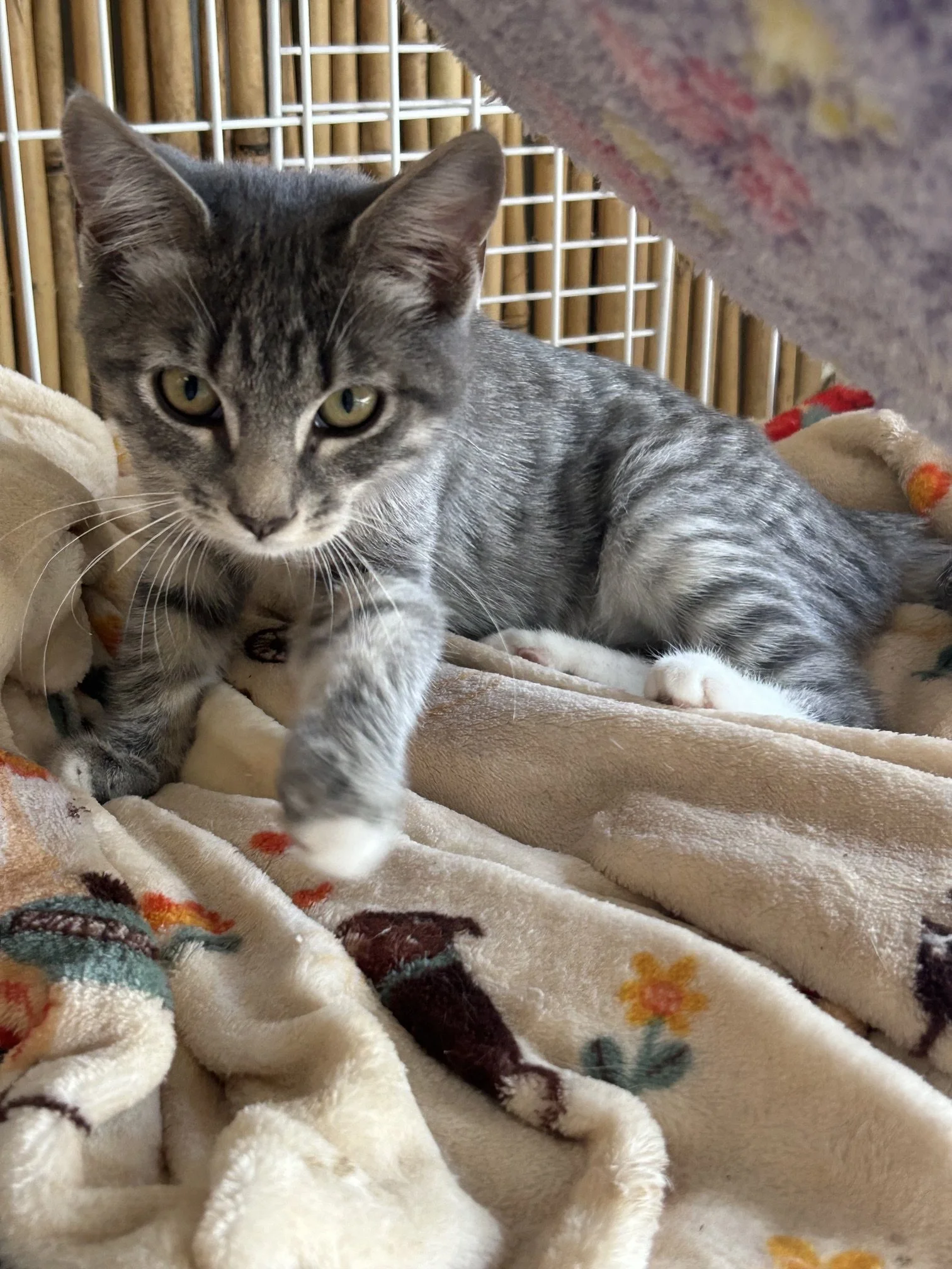 **Adoption Pending** Twizzle (F) - Shorthair Grey Tabby & White - Est DOB 4/30/26 - At DogGonit in Cloverdale