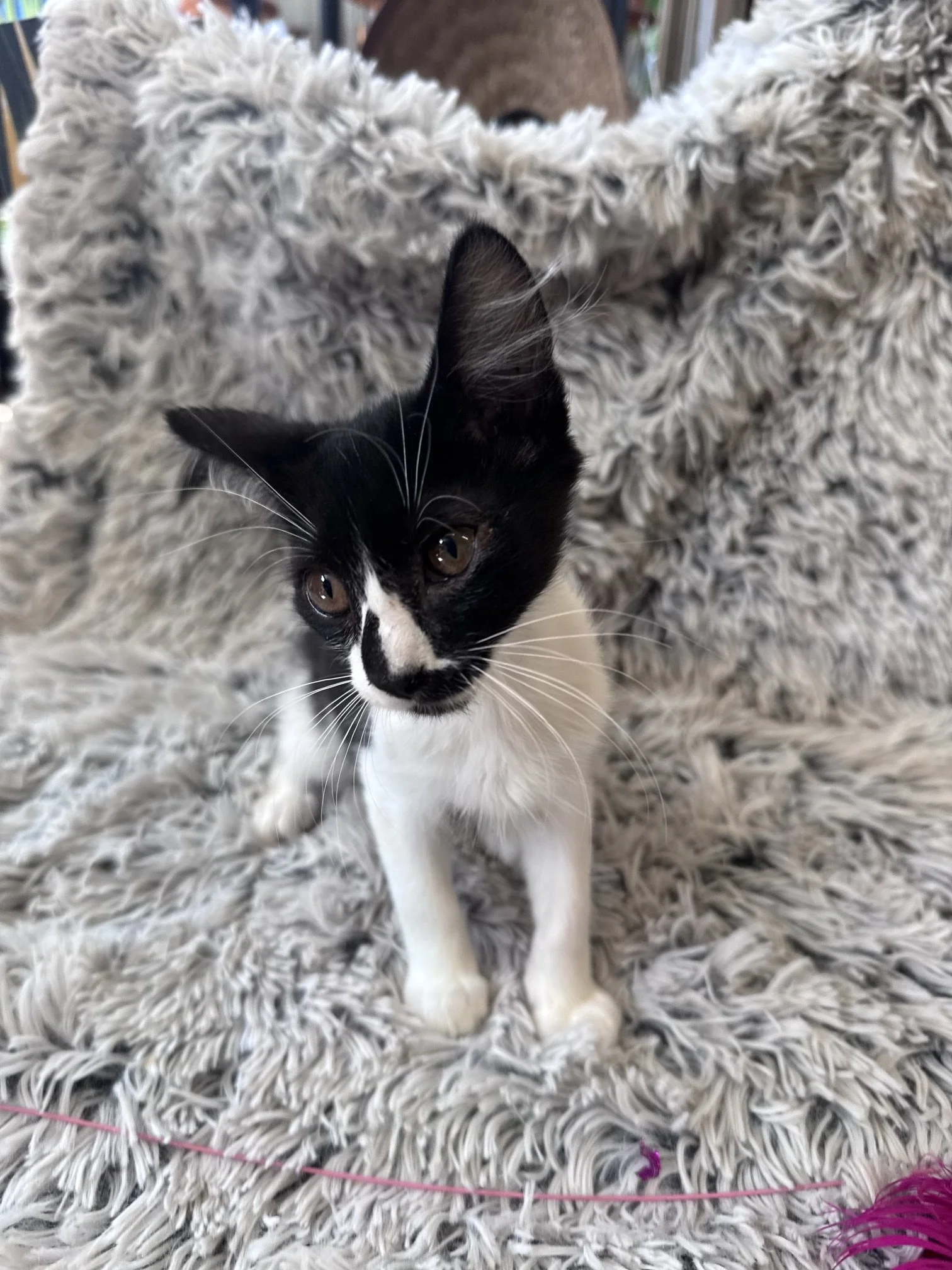 Roger (M) - Mediumhair Black & White - Est DOB 5/6/26 - At the Anderson Valley Farm Supply - Available NOW