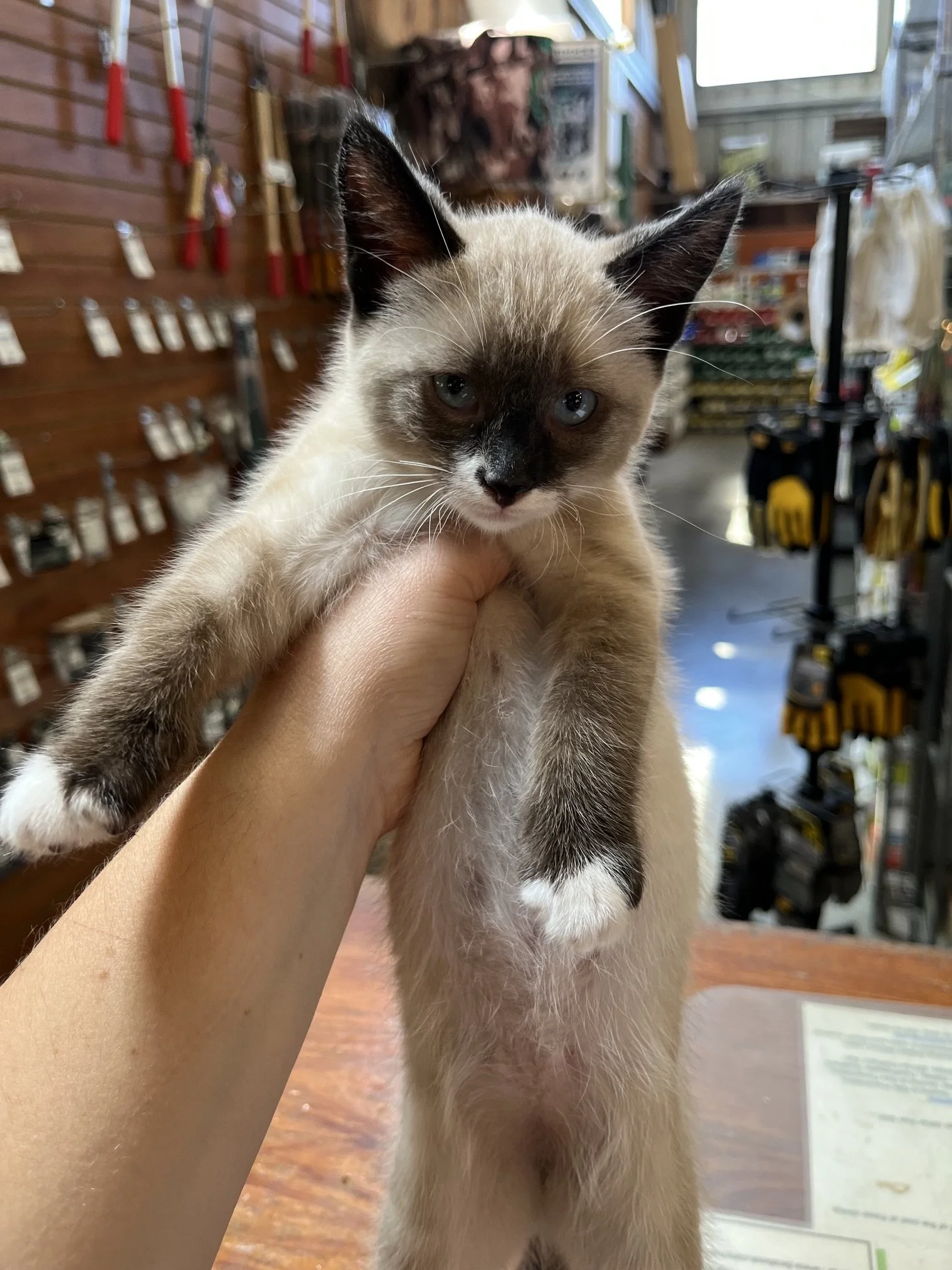 **Adoption Pending** Haribo (M) - Shorthair Seal Point w/ White - Est DOB 5/28/26 - In Foster