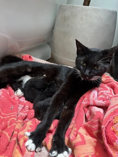 Matches (F) - Young Shorthair Tuxedo - In Foster - Availability N/A