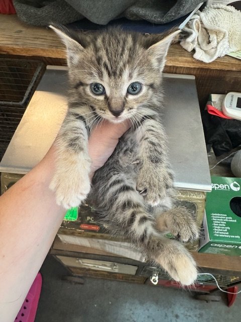 Highfalutin (F) - Wampus #6 - Shorthair Brown Tabby/Torbie - DOB 4/16/26 - At the Anderson Valley Farm Supply - Tentatively Available June 17th