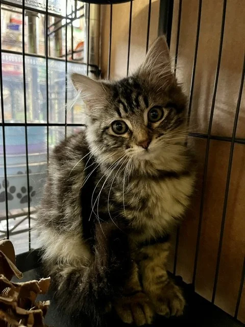 Bubba (M) - Longhair Brown Tabby - Est DOB 5/19/26 - At the Anderson Valley Farm Supply - Available NOW