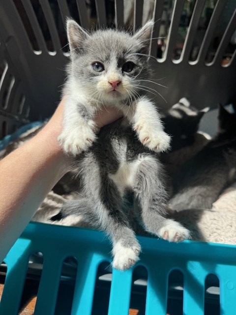 Greys #3 (F) - Shorthair Grey & White - Est DOB 4/21/26 - In Foster - Availability mid-end of June