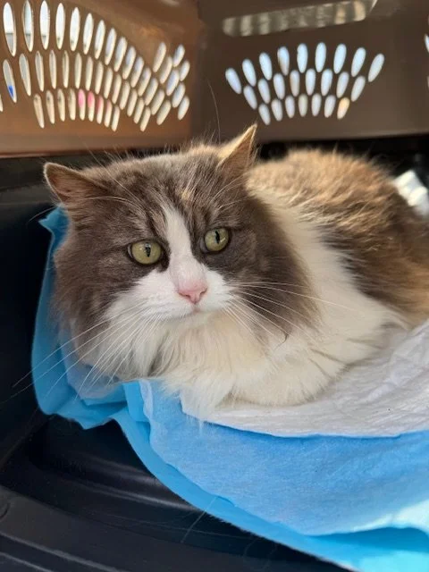 Peludita (F) - 6 Year Old Longhair Grey & White - At the Anderson Valley Farm Supply - Available NOW