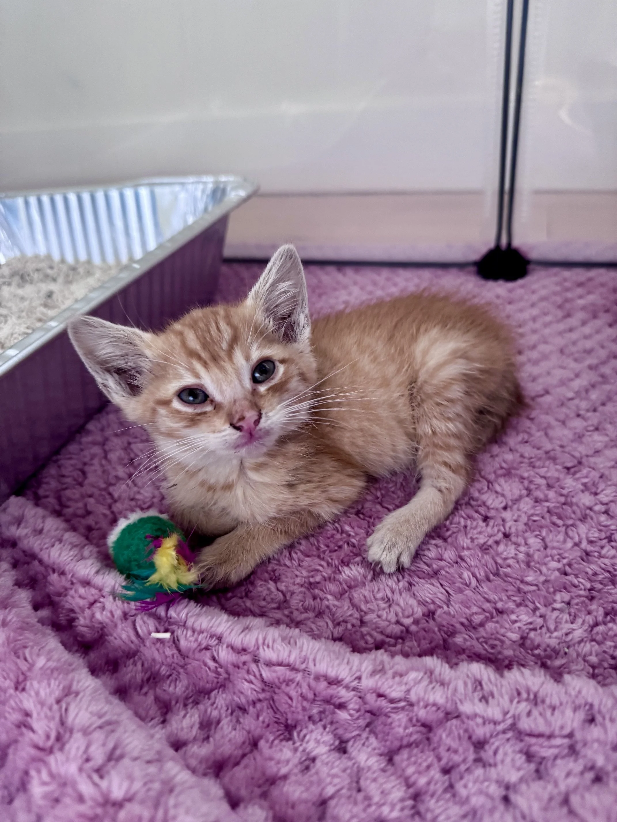 Sprite (M) - Shorthair Orange Tabby - Est DOB 8/21/26 - At the Anderson Valley Farm Supply - Available October 28th