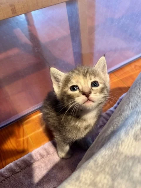 Sake (F) - 5 Week Old Shorthair Dilute Tortie/Tabby - In Foster - Available in September
