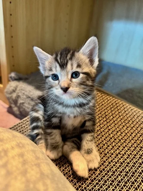 Ichi (F) - 5 Week Old Shorthair Silver Tabby - In Foster - Available in September