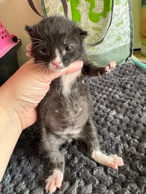 Saturday (M) - Tuxie Litter #1 - Shorthair Black & White - DOB 3/28/26 - Availability N/A