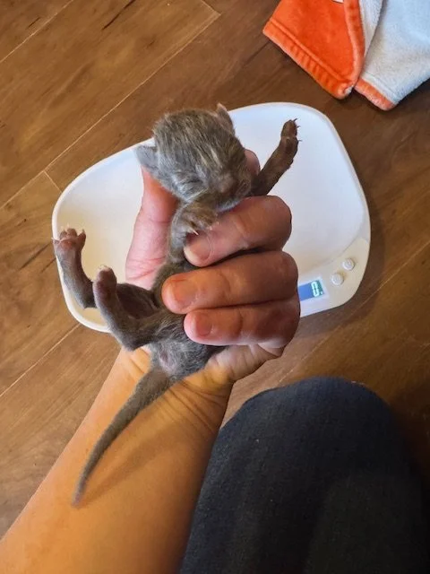 Hazy (F) - Misty's Litter #5 - Grey - DOB 5/6/26 - In Foster - Availability N/A