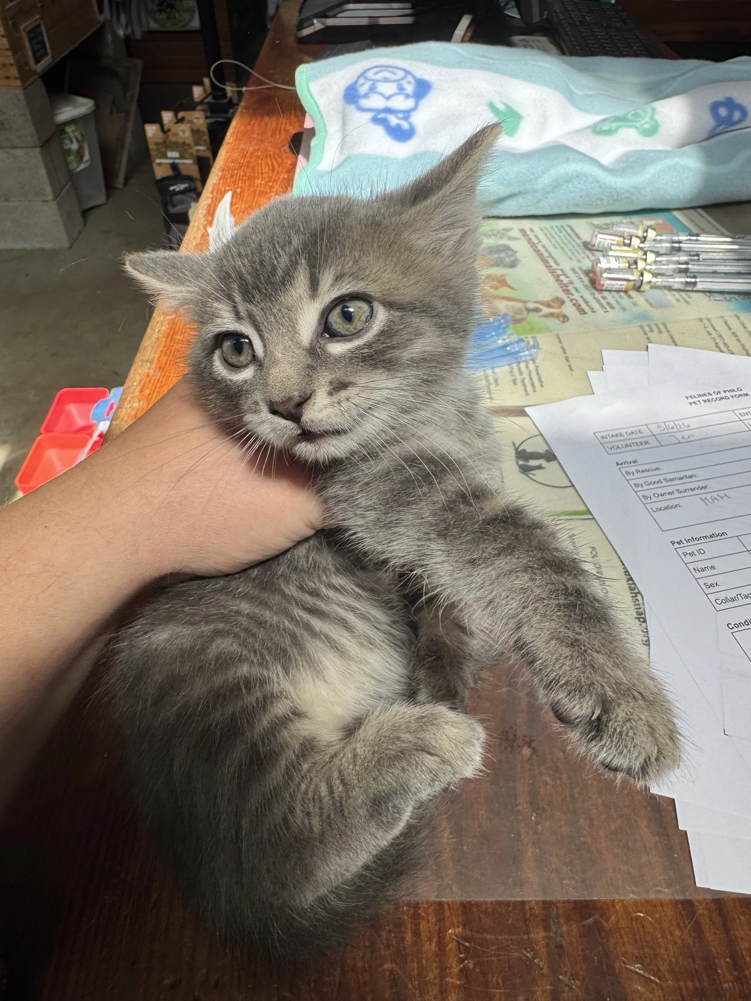Zane (M) - Misty's Litter #4 - Shorthair Grey Tabby - DOB 5/6/26 - In Foster - Ready July 31st