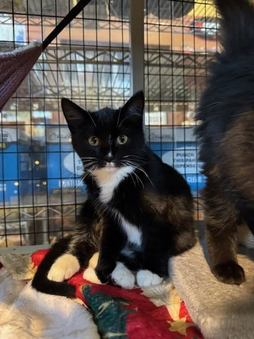 Holly (F) - 4 Month Old Shorthair Tuxedo - At DogGonit in Cloverdale - Available NOW