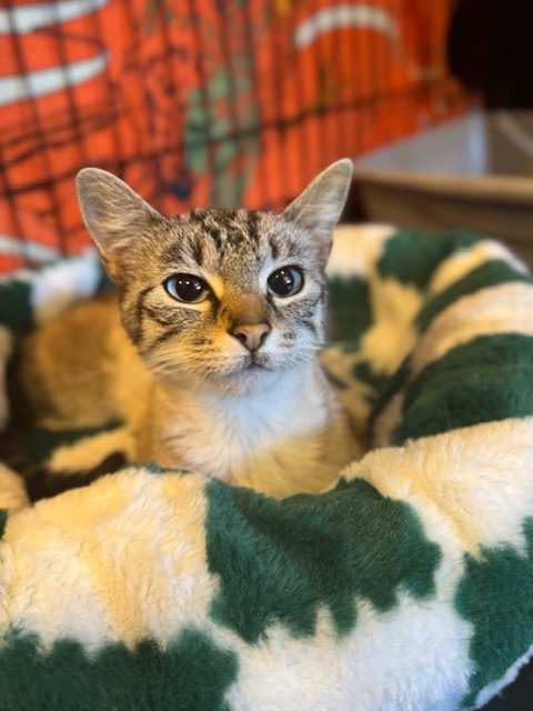 Azula (F) - Approx 1-2 Years Old - Shorthair Lynx Point - In Foster - Available mid-end of June