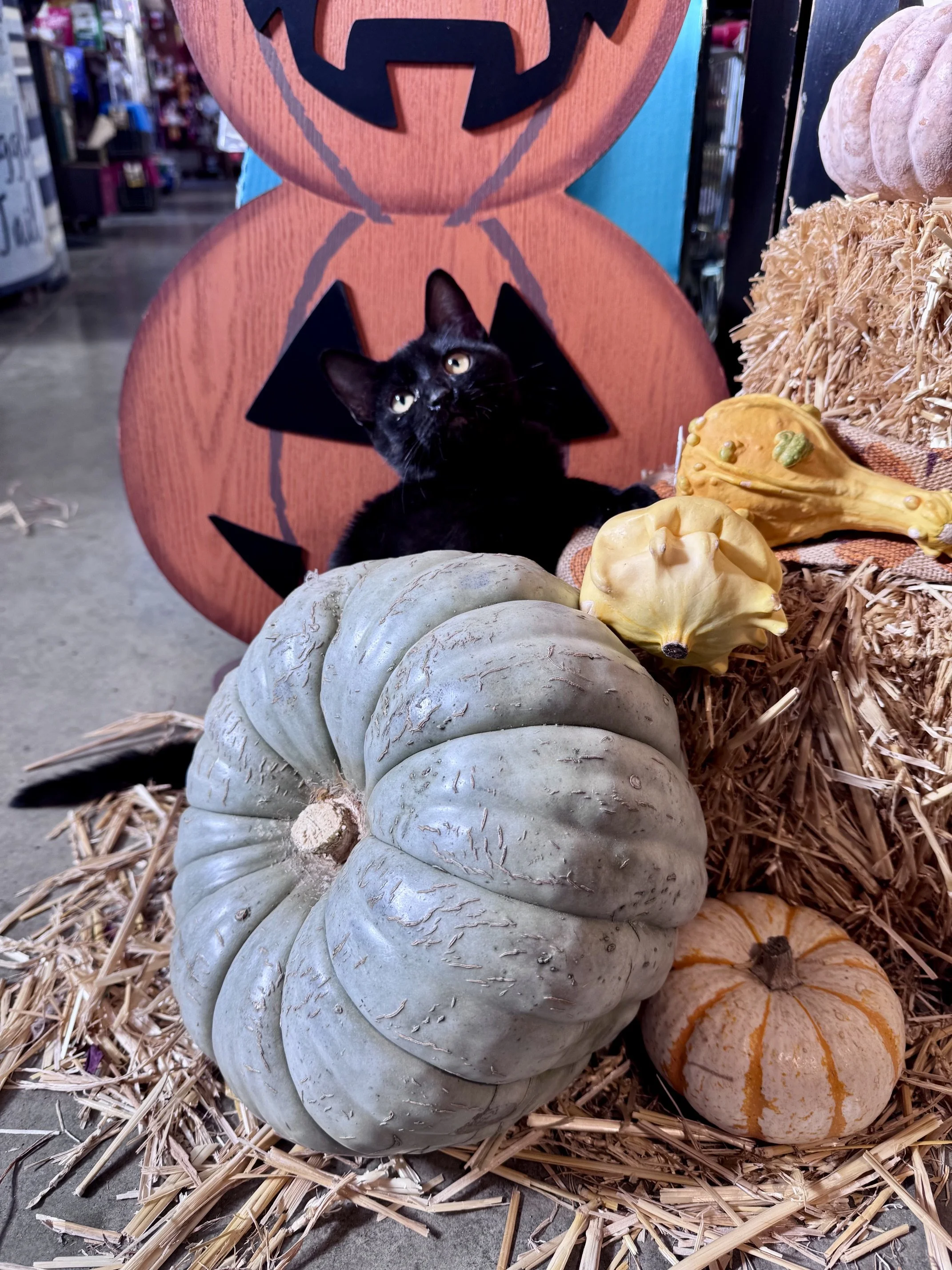 Ginny (F) - Shorthair Black - Est DOB 7/20/26 - At the Anderson Valley Farm Supply - Available NOW