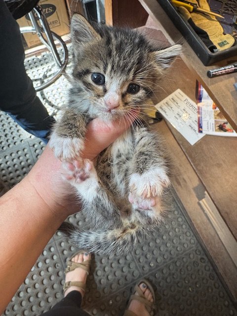 Tree #4 - (M) - Shorthair Brown Tabby & White - Est DOB 4/21/26 - In Foster - Availability N/A